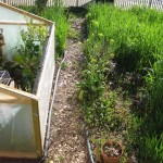 spring garden2