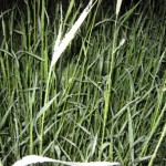 spring garden4