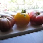 1tomatoes cherokee purple, persimmon and mortgage lifter