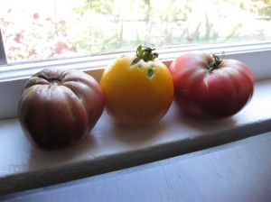 cherokee purple, persimmon and mortgage lifter