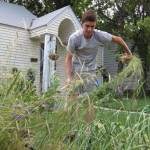 grain harvest 4 harvesting with Japanese sickle