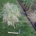 grain harvest 5 harvested