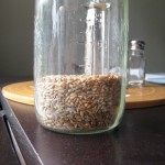 grain harvest 9 finished grain. ready to mill and bake.
