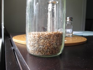 grain harvest 9 finished grain. ready to mill and bake.