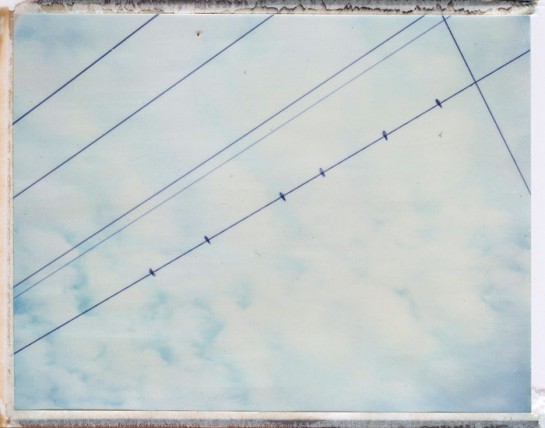localwinds birds small